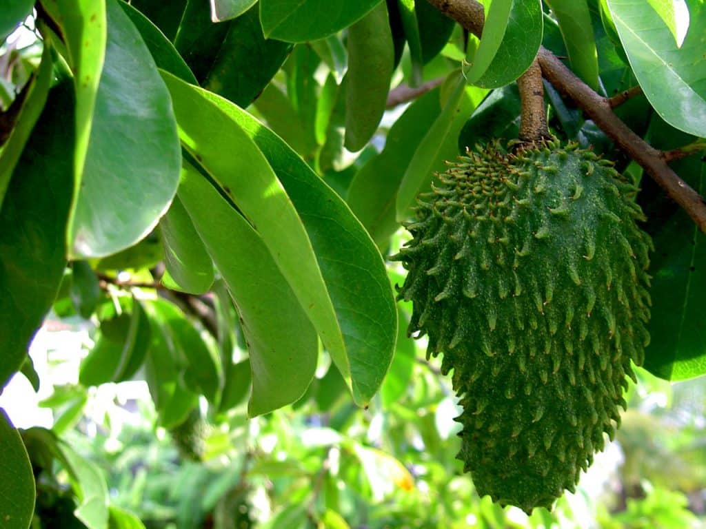 Guanabana