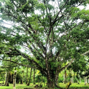 Kolumbienreise Baum Nuqui