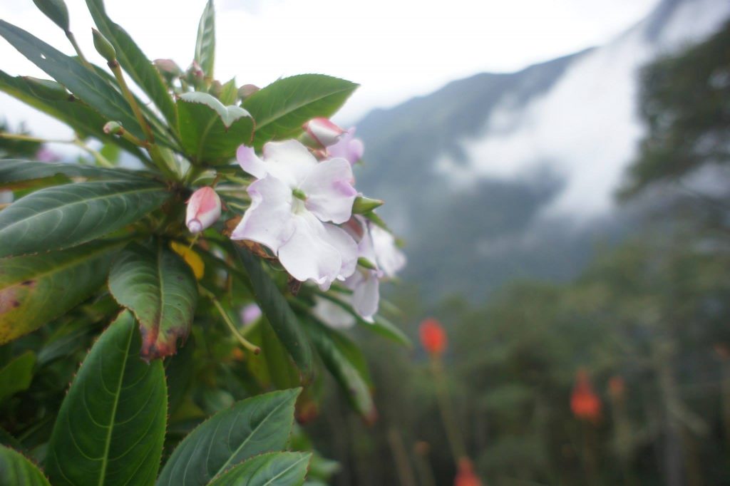 Cocora Tal Kolumbien