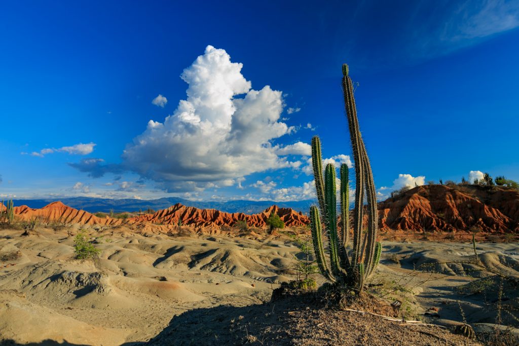 Kaktus Tatacoa-Wüste