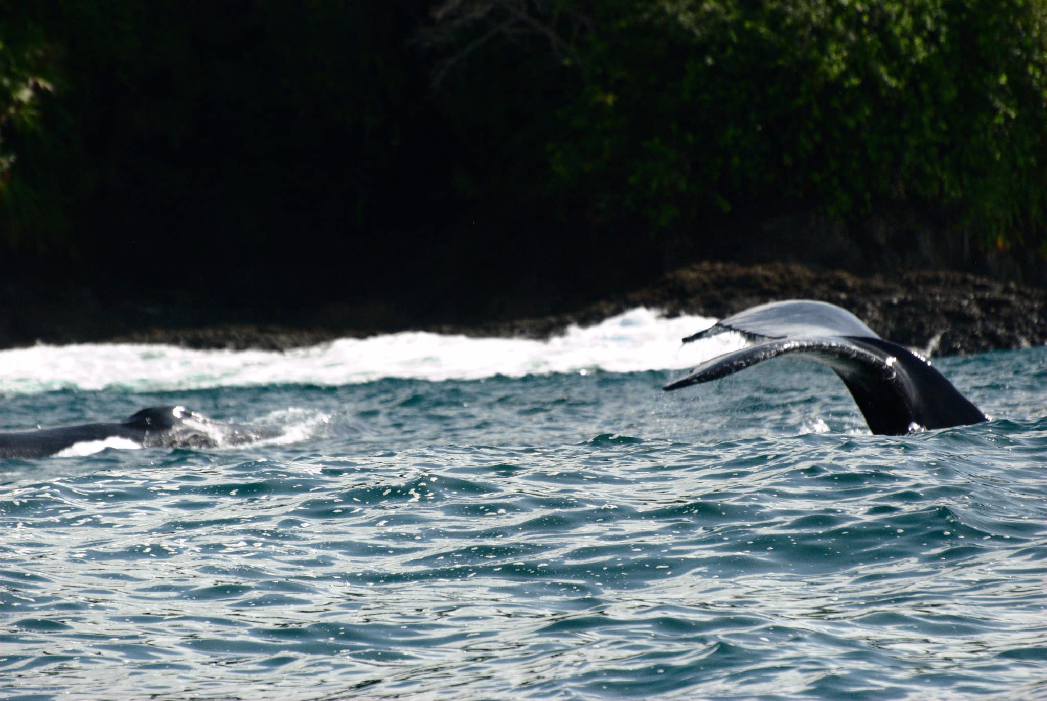 Wale Beobachten Bahia Solano